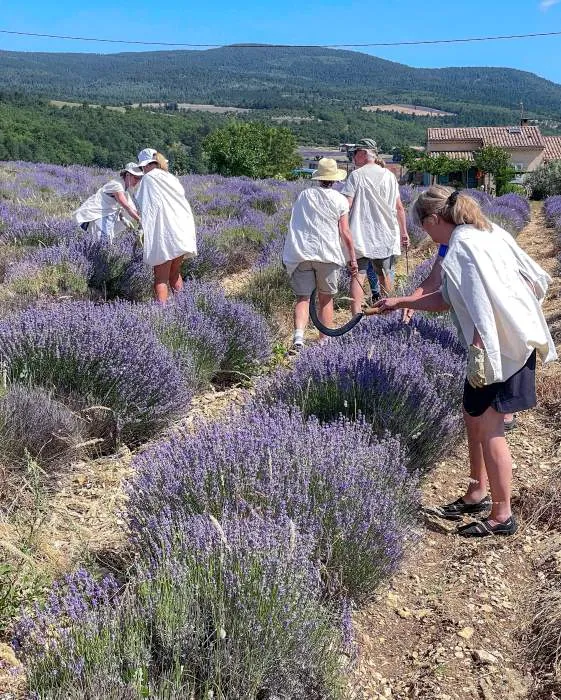 The History and Significance of Lavender in Provence
