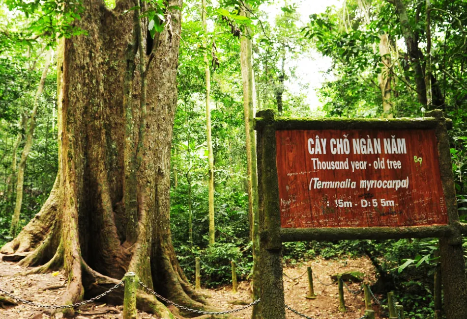 The Rich Biodiversity of Cuc Phuong National Park