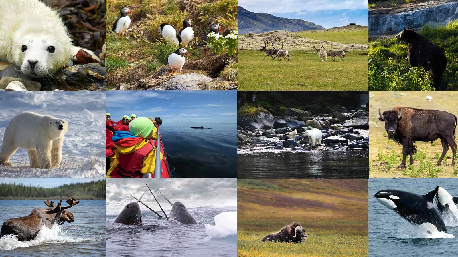 Flora and Fauna: Wildlife of the Waterfall Regions