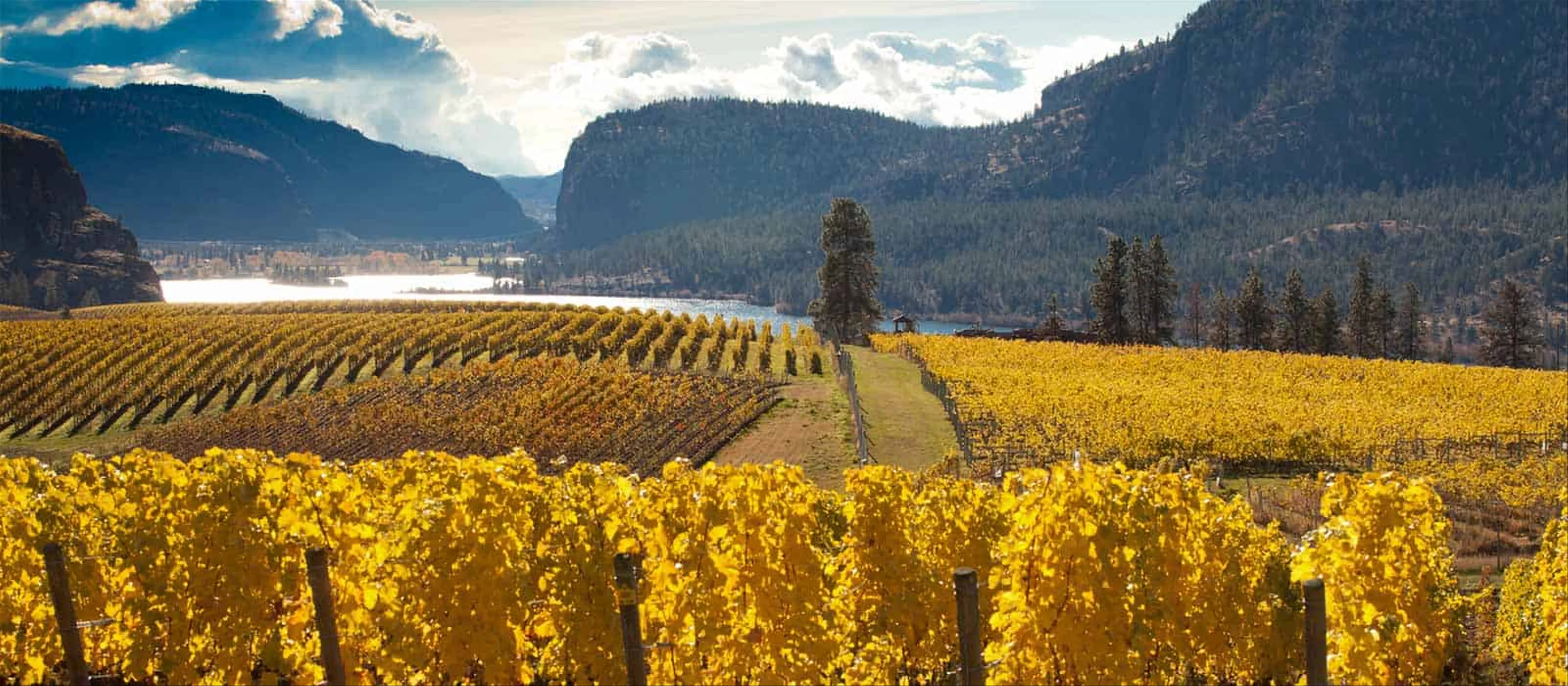 Sipping Through BC: A Wine Lover’s Guide to Okanagan Valley Vineyards