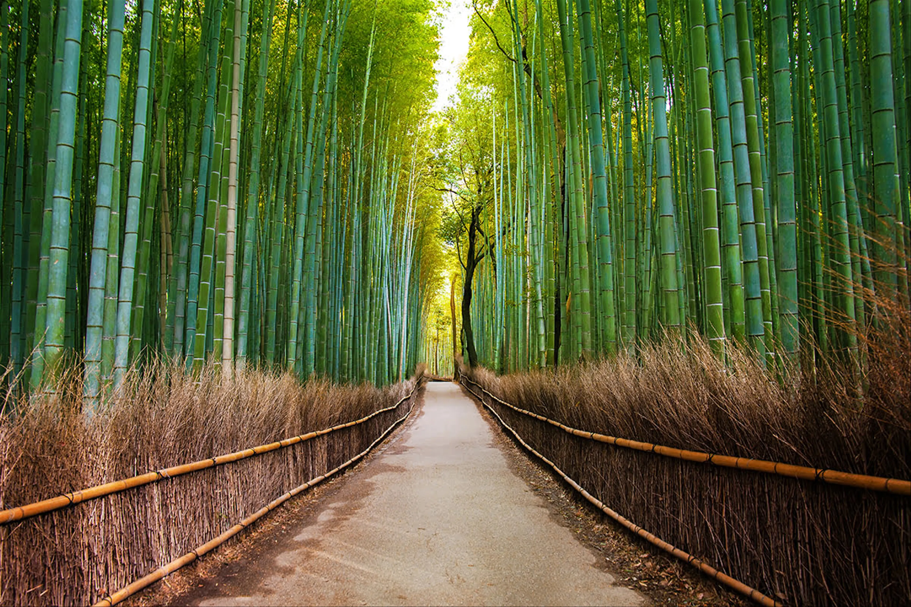 Unveiling Kyoto's Secrets: A Journey through Arashiyama's Bamboo Groves