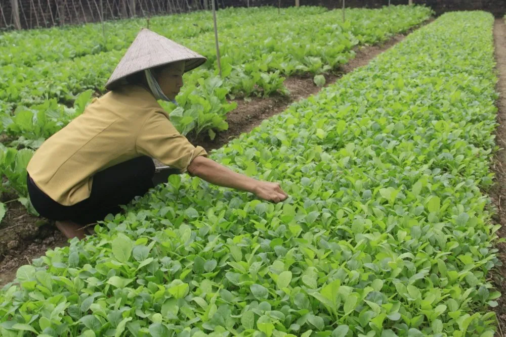 Sustainable Eating: Supporting Local Farmers and Producers