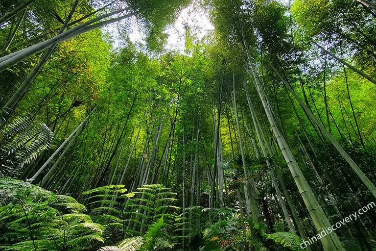 Unraveling the Secrets of Sichuan's Bamboo Forests
