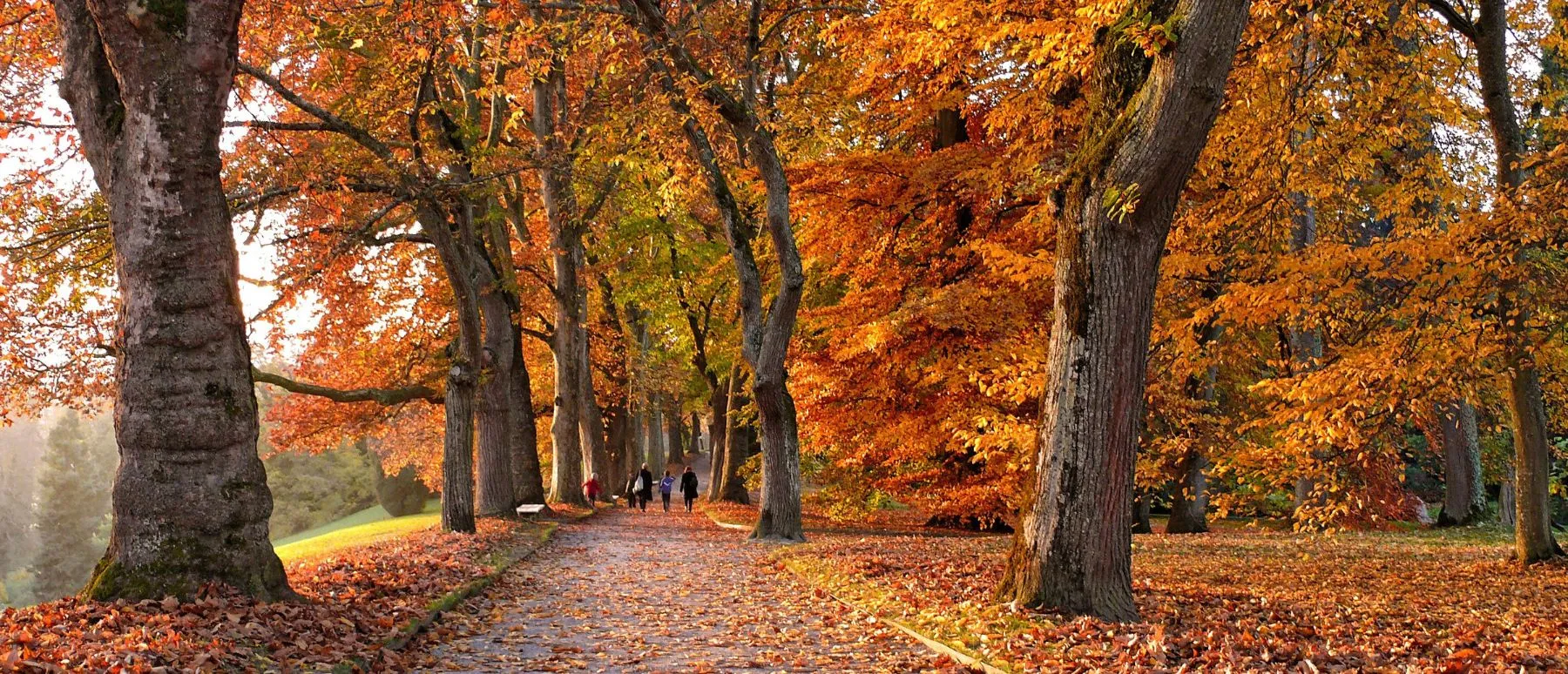 Seasonal Highlights: Best Times to Experience Brocéliande