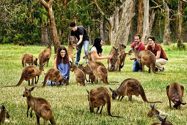 Giới thiệu về Đảo Kangaroo
