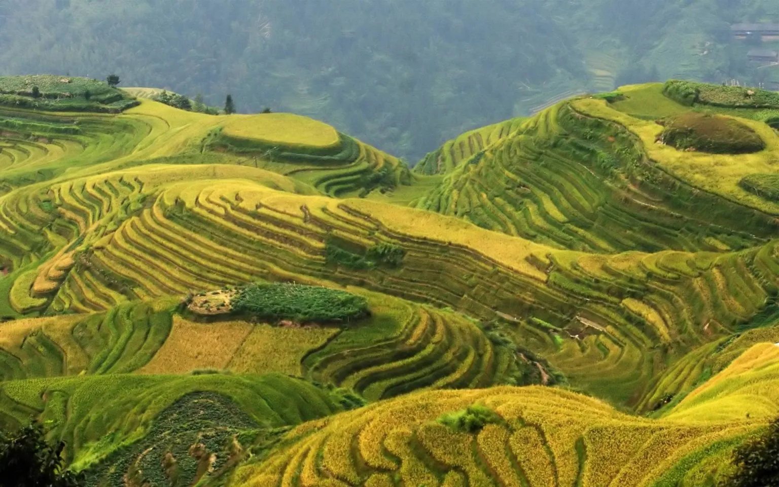 The Historical Significance of Longji Rice Terraces
