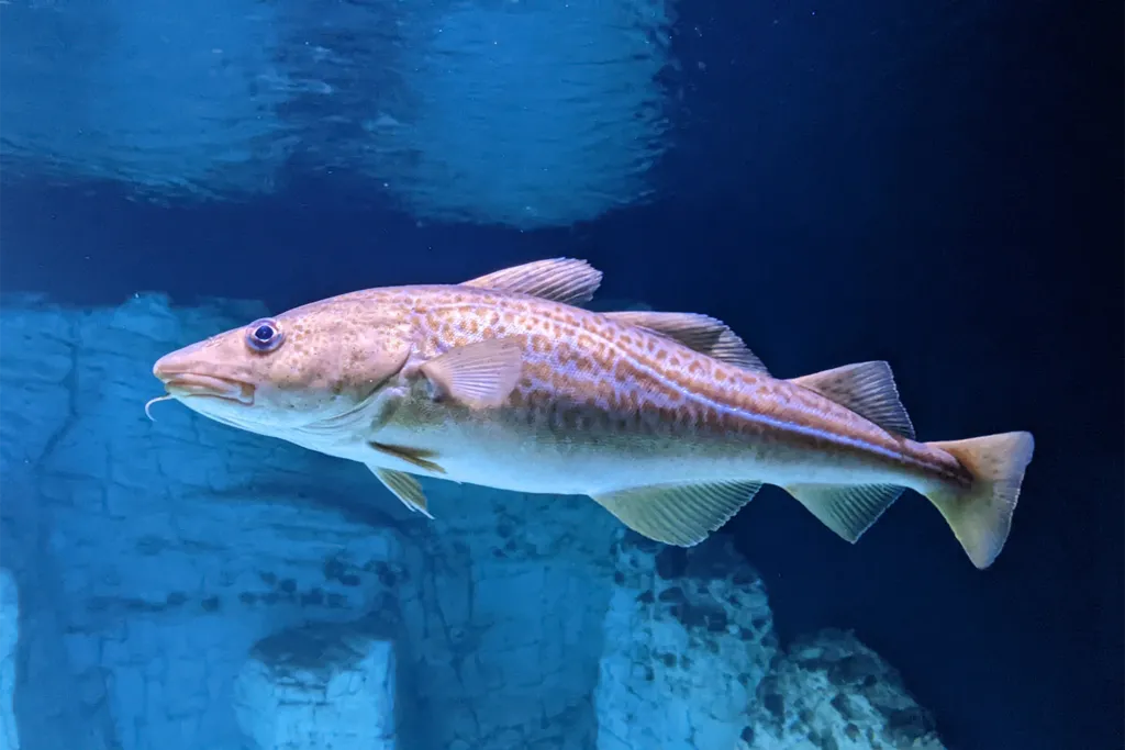 The Influence of the Sea: Seafood Specialties