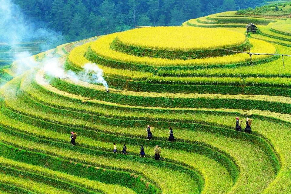 Introduction to Mu Cang Chai's Rice Terraces