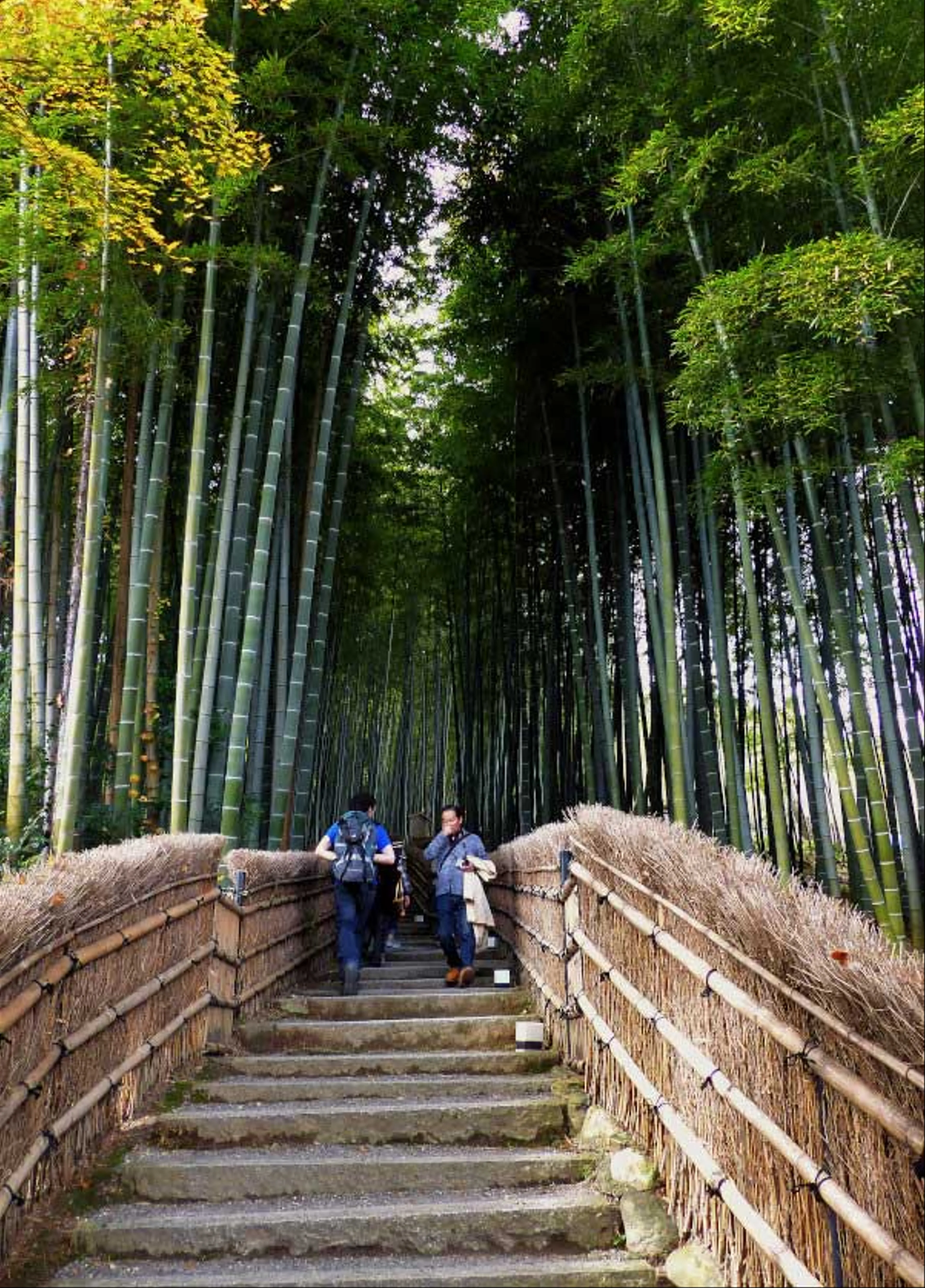 A Day in Arashiyama: Uncovering Kyoto's Bamboo Groves and Hidden Temples
