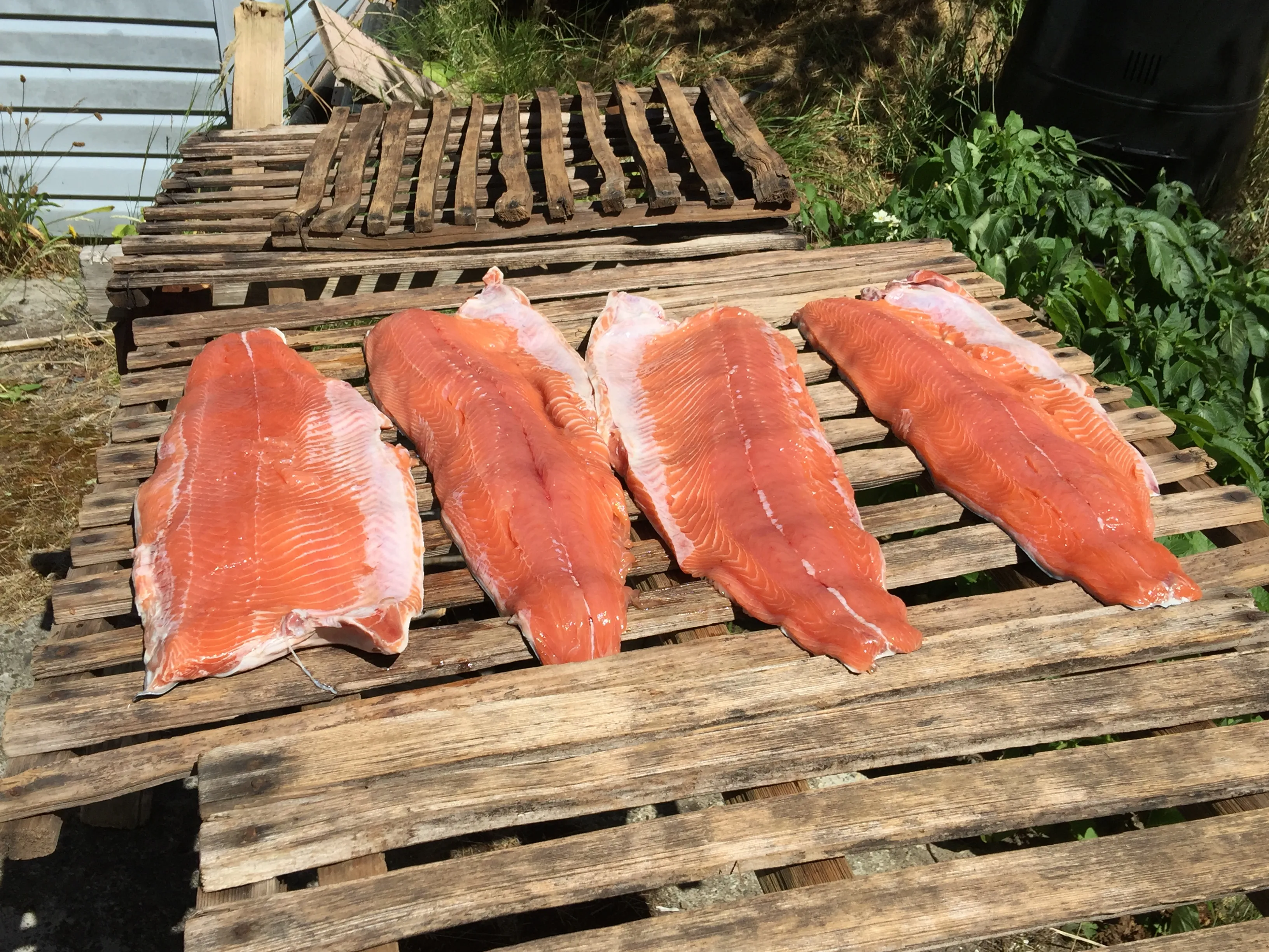 Local Cuisine: Tasting the Flavors of Haida Gwaii