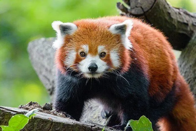 Flora and Fauna: A Biodiversity Haven