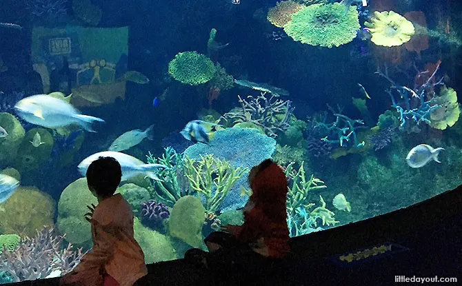 Sea Life Bangkok Ocean World: Exploring Life Beneath the Waters & Riding On Glass-Bottom Boat! - Little Day Out