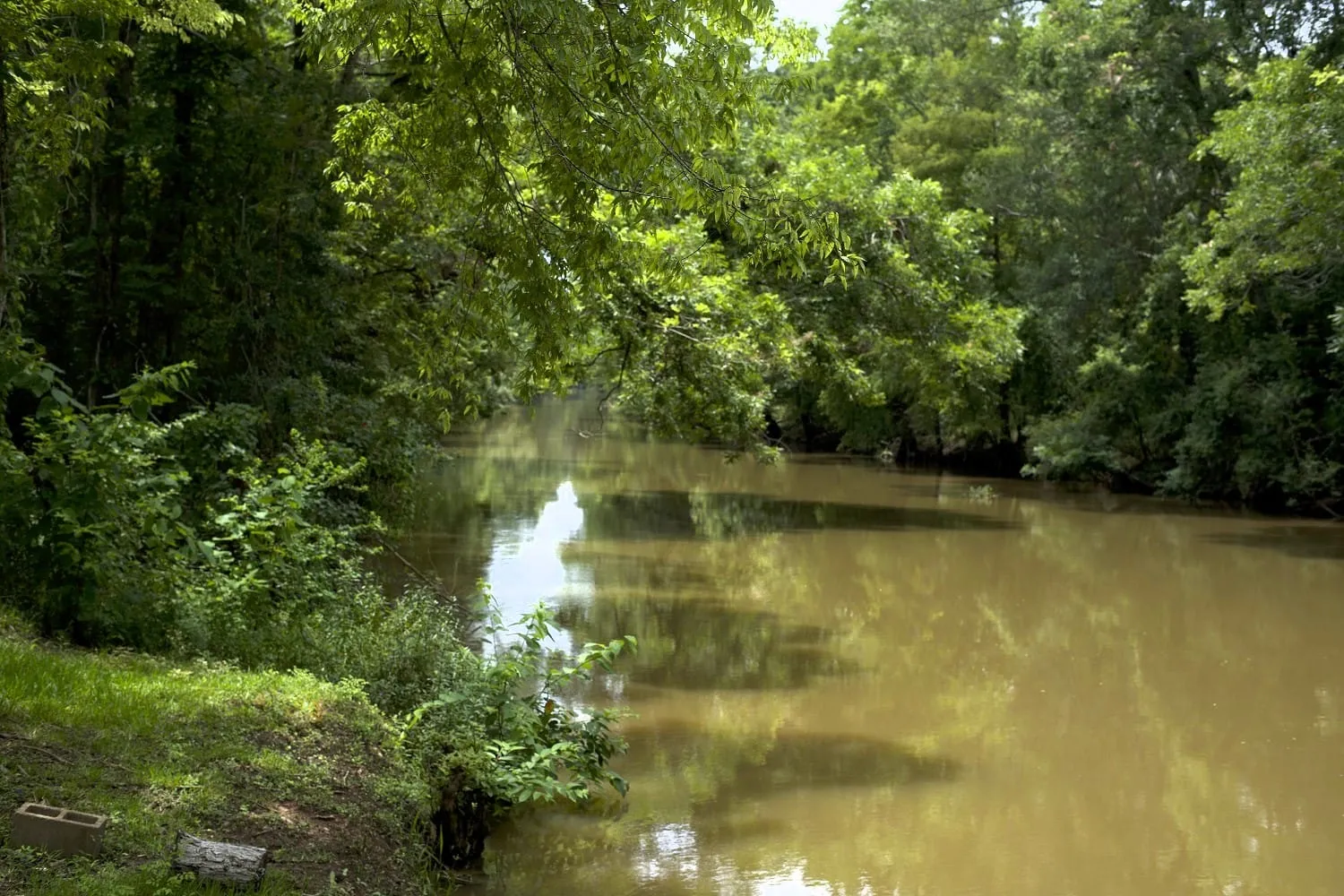 Navigating the Bayous: Nature's Hidden Wonders