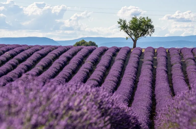 The Best Time to Visit Provence