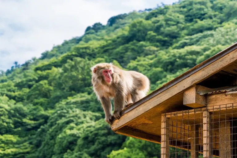 Afternoon Visit to the Iwatayama Monkey Park