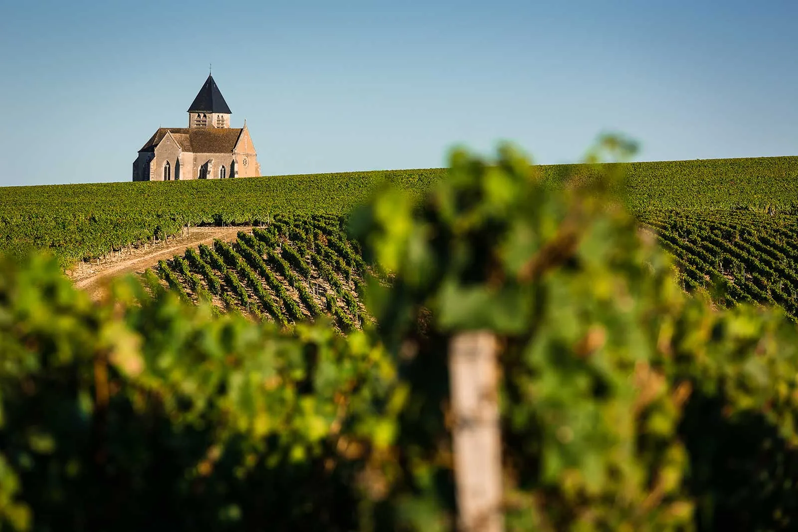 Top Wineries to Visit in Chablis: A Connoisseur's List