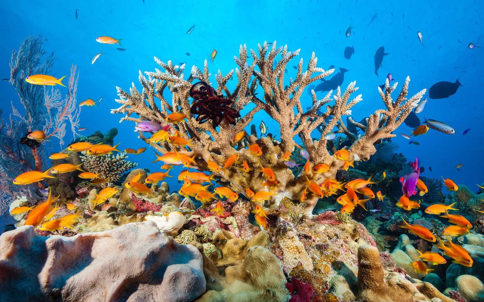 Cách bảo vệ Rạn San Hô Great Barrier