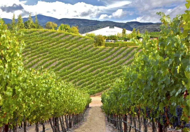 Vườn nho Medoc: Trái tim của rượu vang Bordeaux
