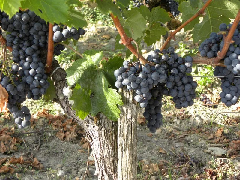 Giới thiệu về vùng Bordeaux