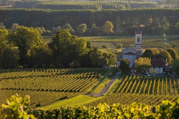 Vùng Đất Bordeaux: Thiên Đường Của Những Vườn Nho
