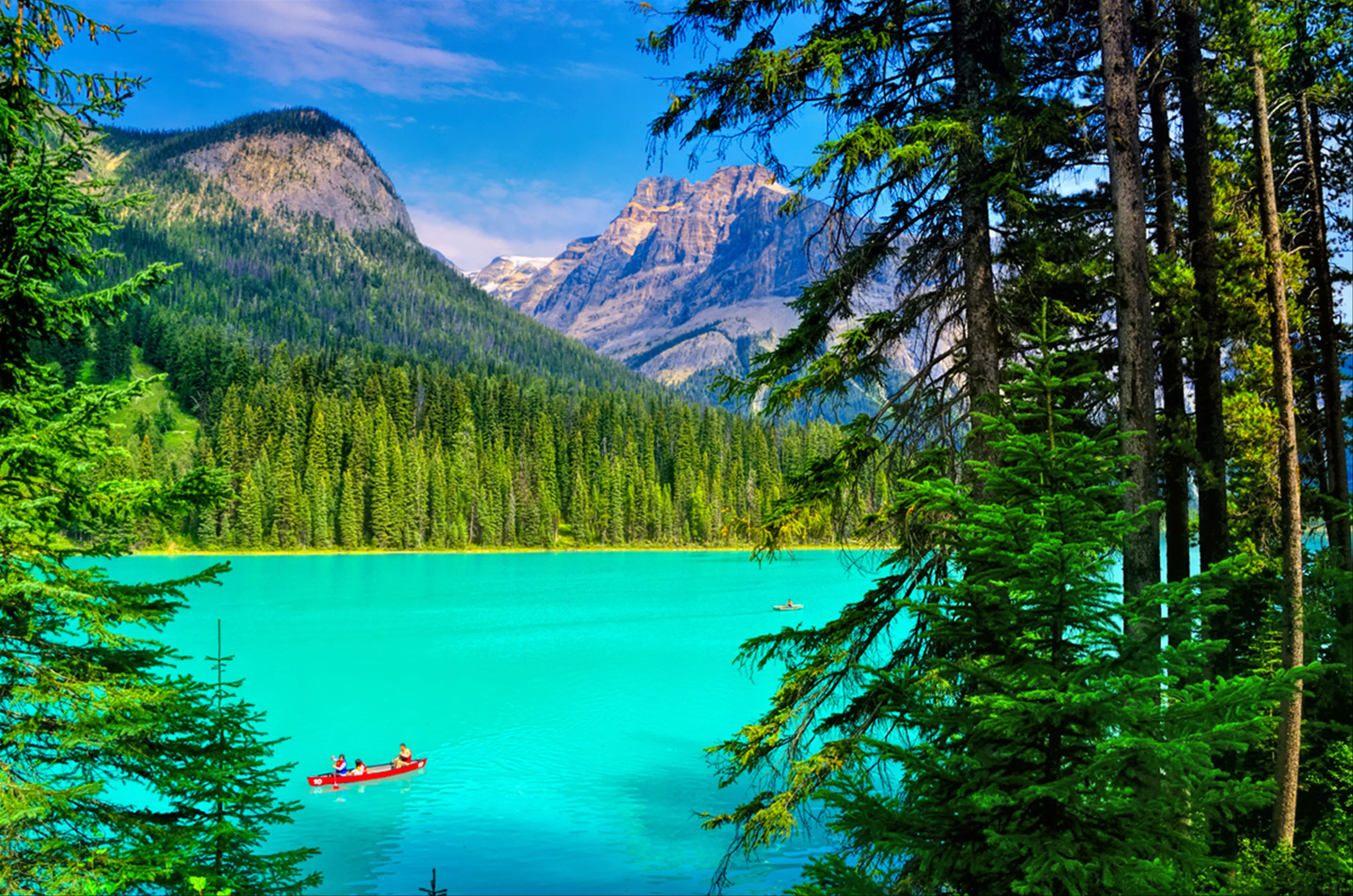 Khám Phá Rừng Tùng Bạc Màu Tại Vườn Quốc Gia Yoho, Canada
