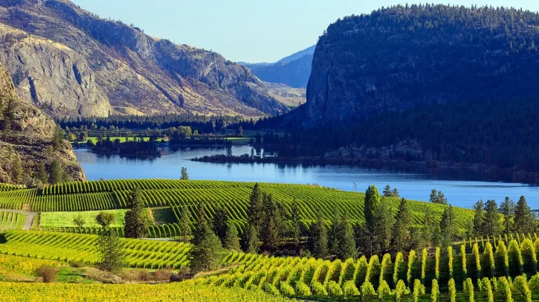 Exploring the Top Vineyards and Wineries