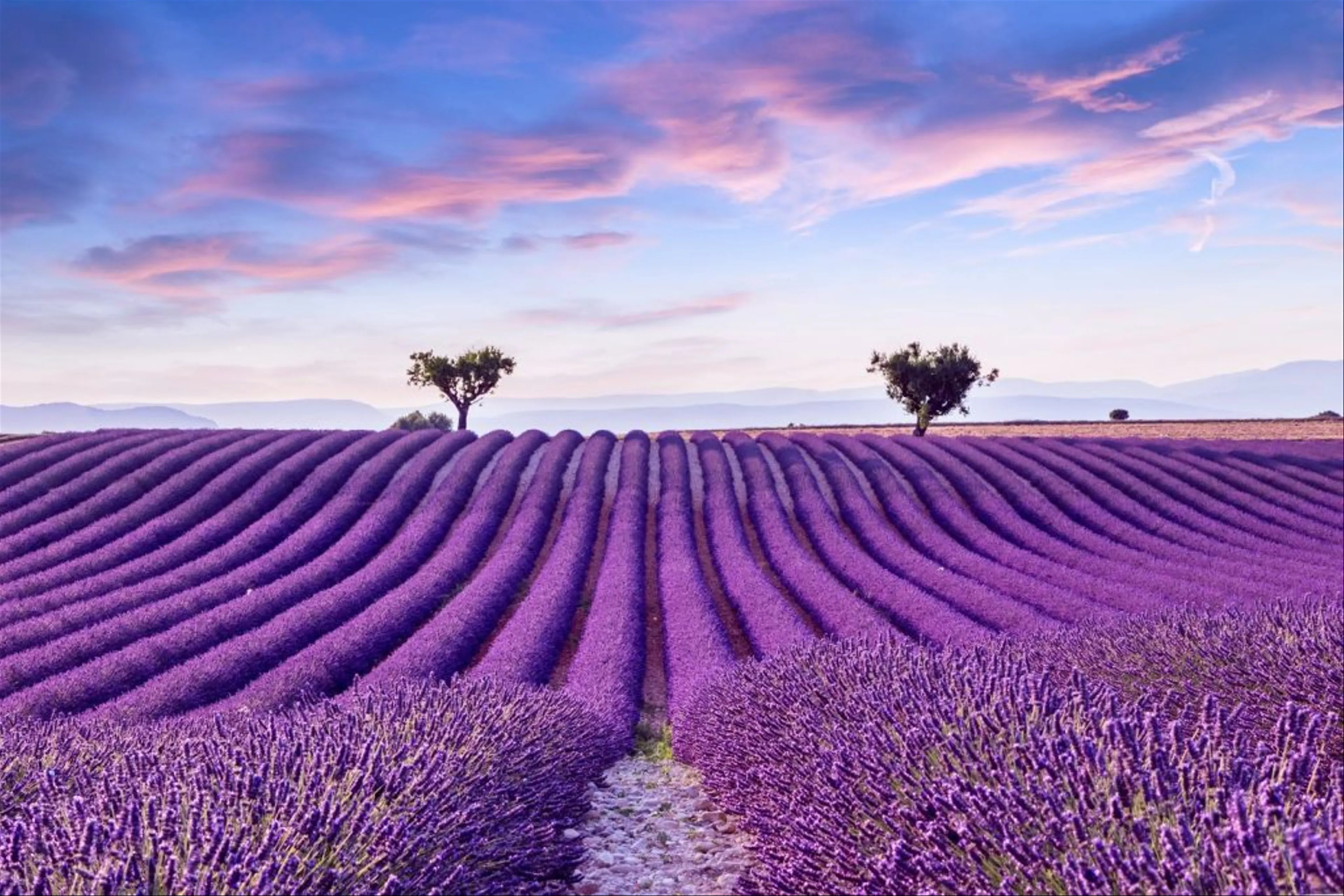 A Romantic Journey Through the Lavender Fields of Provence
