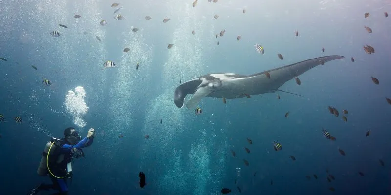 Local Wildlife and Marine Life