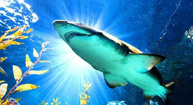 Sea Life Bangkok Ocean World Ticket Discount Booking