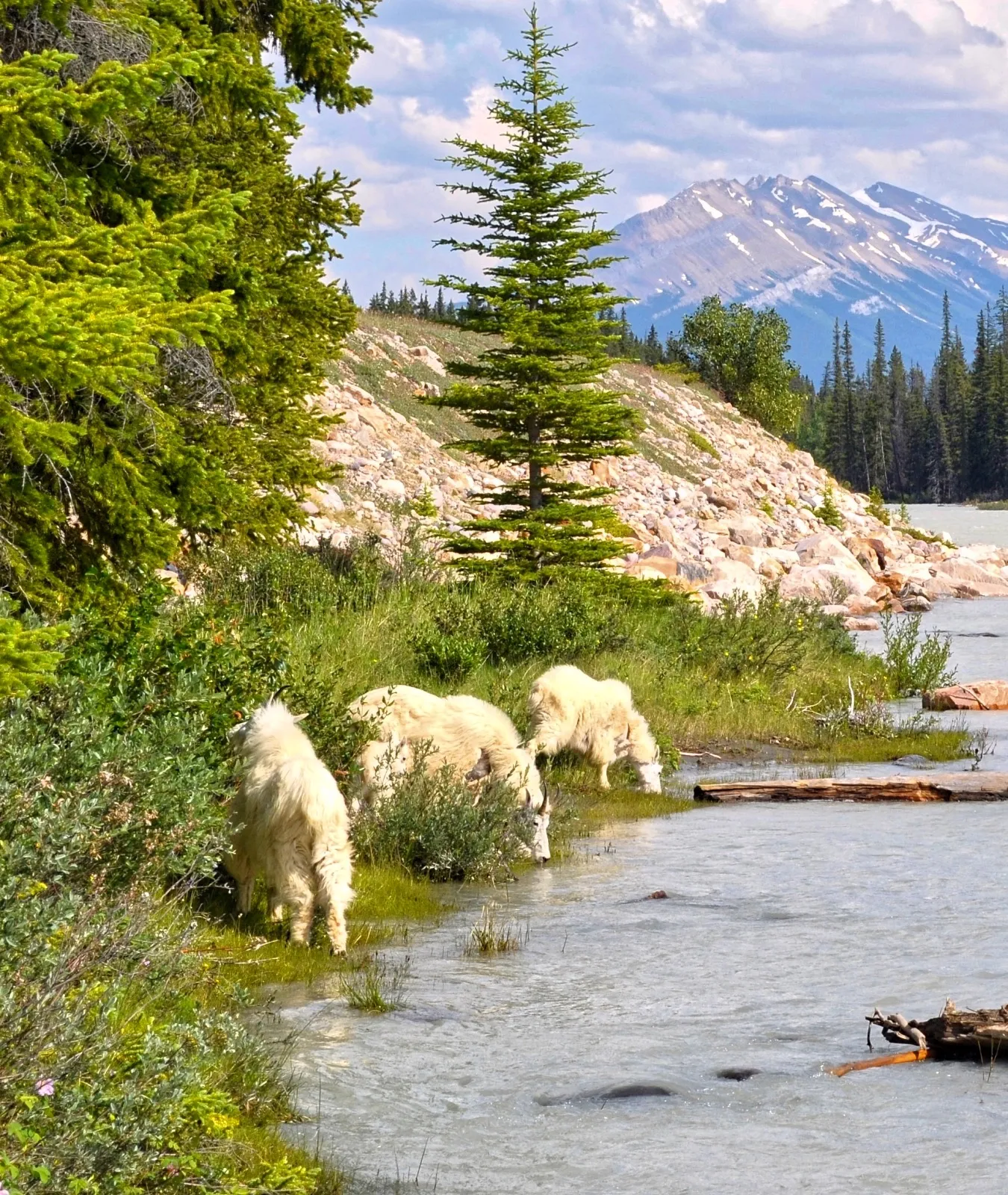 Wildlife and Natural Wonders