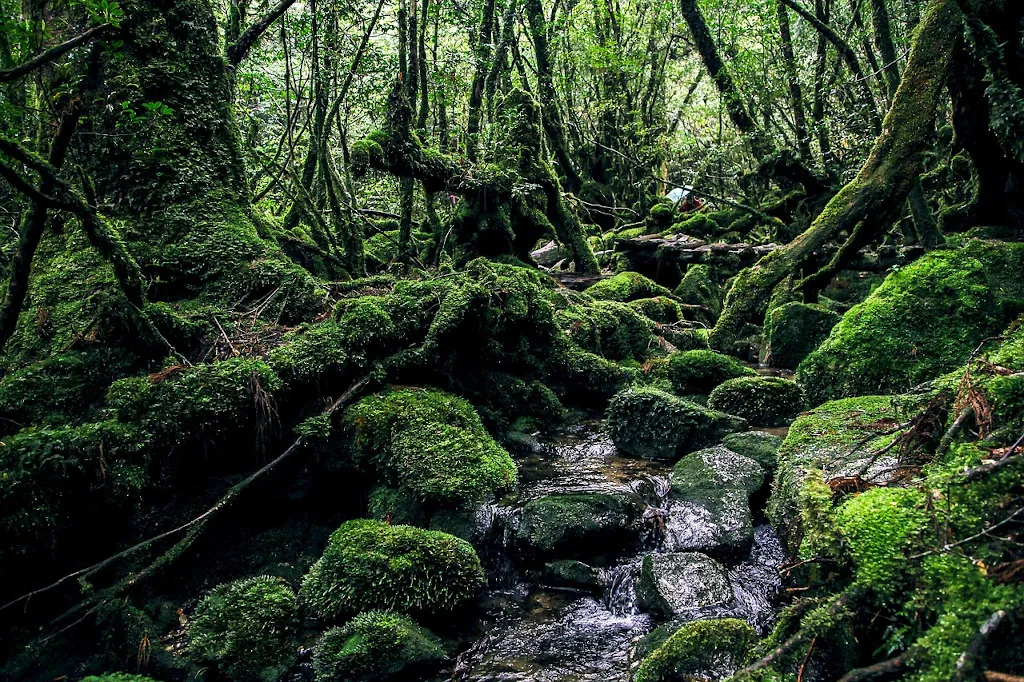 Flora and Fauna Unique to Yakushima