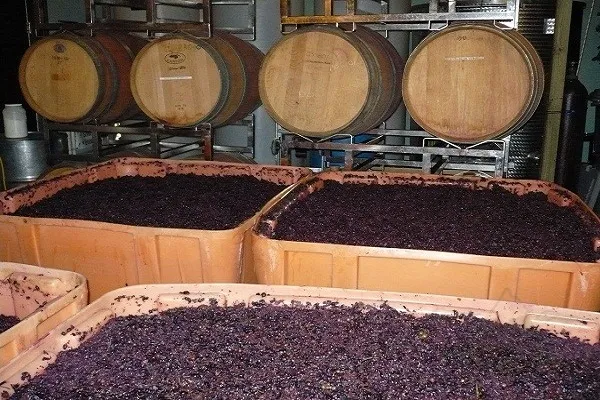 Quy Trình Sản Xuất Rượu Vang Bordeaux Đặc Trưng