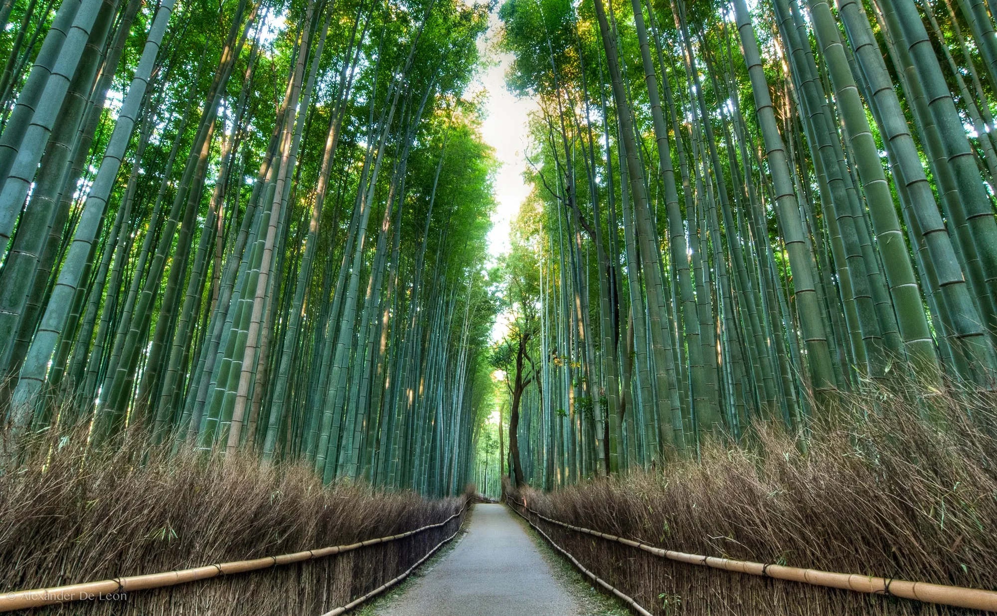 Sustainable Tourism: Preserving the Bamboo Groves