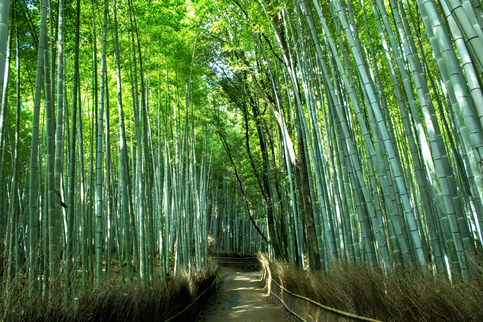 What to Expect: Flora and Fauna in the Groves