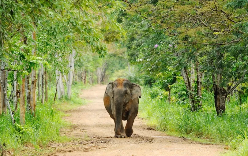 Nature’s Wonders: National Parks and Wildlife Sanctuaries