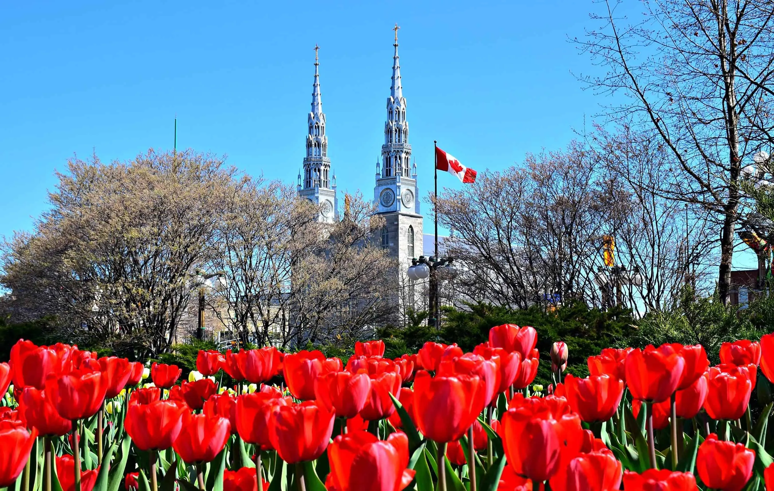 Giới thiệu về Lễ hội Hoa Tulip Ottawa