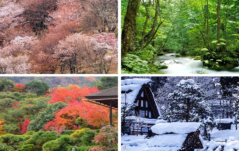 Seasonal Changes and Their Impact on Tea Gardens