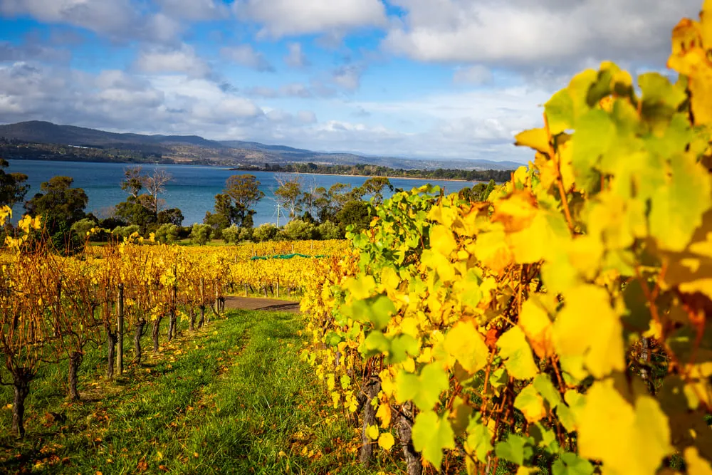 Wine and Spirits: Touring Tasmania's Vineyards and Distilleries
