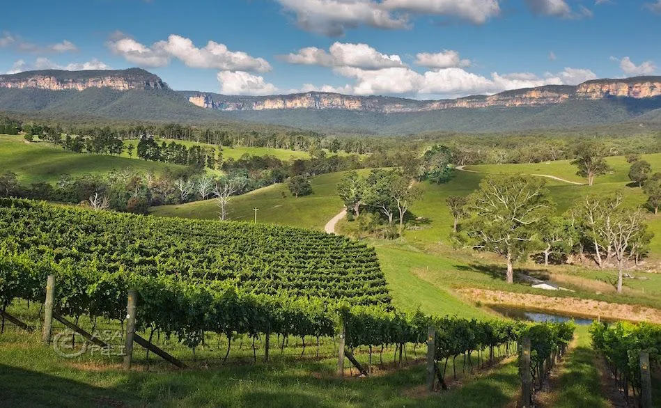 Cultural Insights: Local Traditions and Wine-Making
