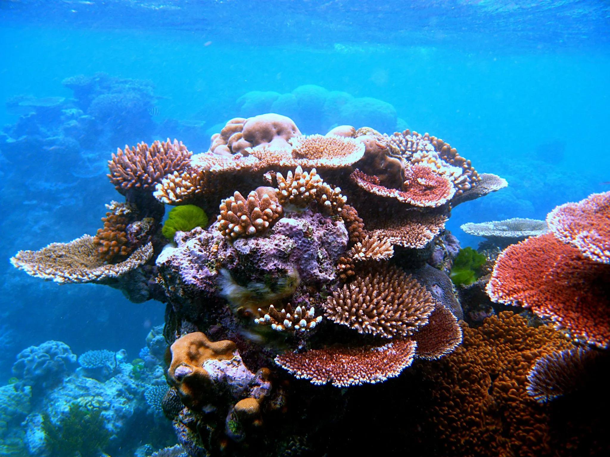 Marine Biodiversity: Meet the Residents of Ningaloo